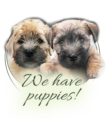 Irish Softcoated Wheaten Terrier puppies