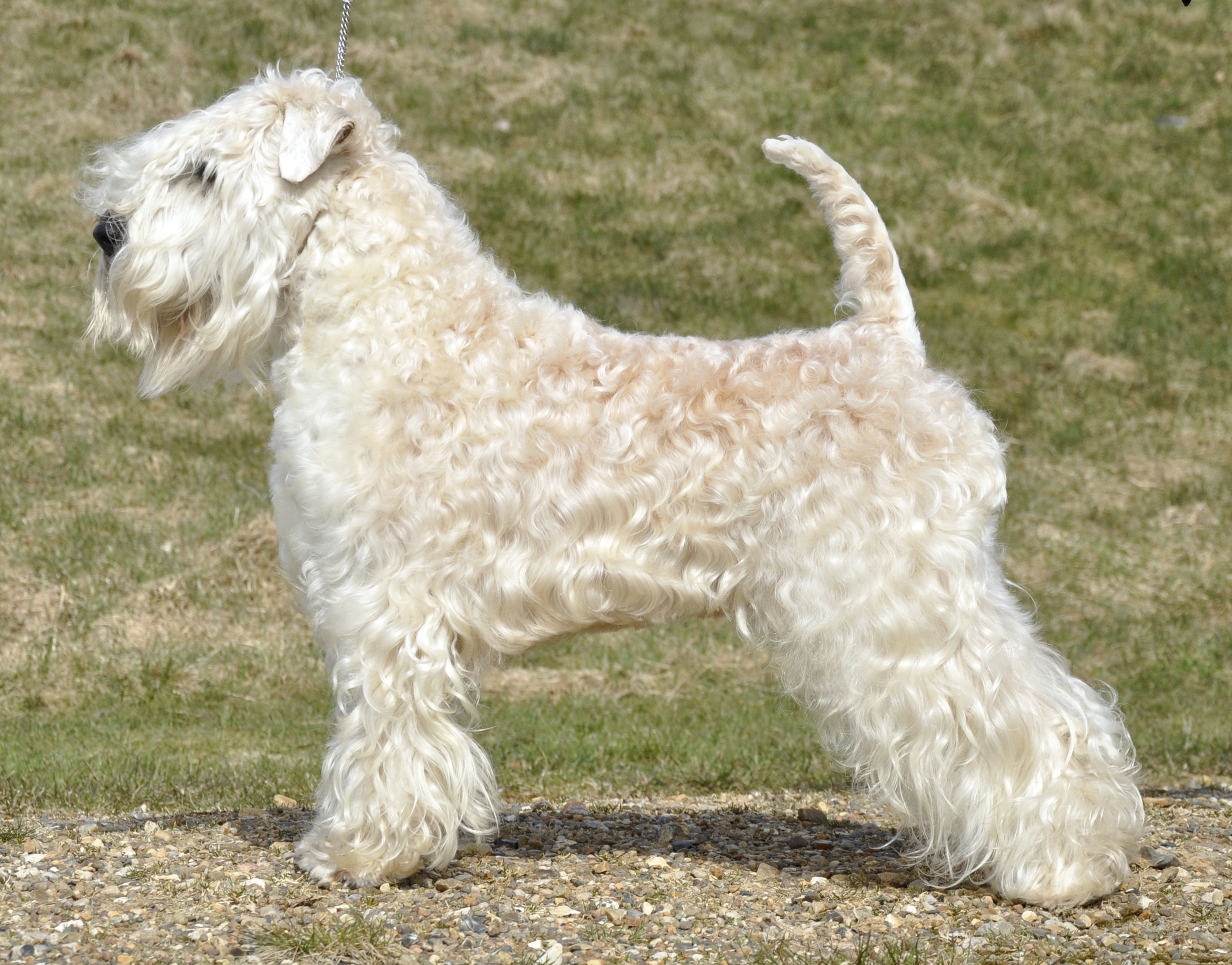 Greentree wheatens deals