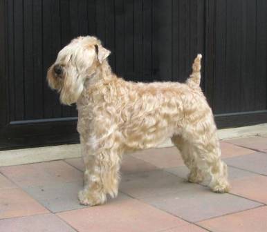 Baltazar King Wheaten Darling