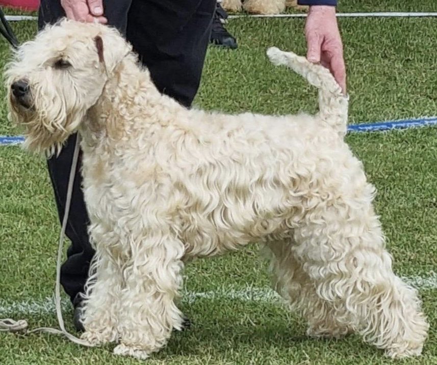 Wheaten Island's I Am Ernie