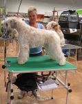 klippkurs med Ulrika Rudolph Irish softcoated wheaten terrier