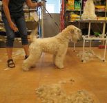 klippkurs med Ulrika Rudolph Irish softcoated wheaten terrier