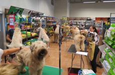 klippkurs med Ulrika Rudolph Irish softcoated wheaten terrier