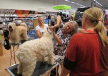 klippkurs med Ulrika Rudolph Irish softcoated wheaten terrier