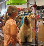 klippkurs med Ulrika Rudolph Irish softcoated wheaten terrier