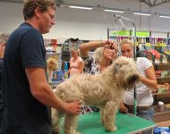 klippkurs med Ulrika Rudolph Irish softcoated wheaten terrier