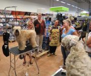 klippkurs med Ulrika Rudolph Irish softcoated wheaten terrier