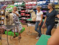 klippkurs med Ulrika Rudolph Irish softcoated wheaten terrier