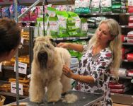 klippkurs med Ulrika Rudolph Irish softcoated wheaten terrier