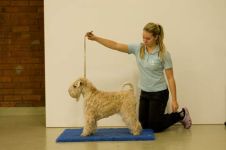 klippkurs med Ulrika Rudolph Irish softcoated wheaten terrier