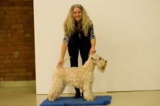 klippkurs med Ulrika Rudolph Irish softcoated wheaten terrier