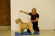 klippkurs med Ulrika Rudolph Irish softcoated wheaten terrier