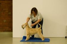 klippkurs med Ulrika Rudolph Irish softcoated wheaten terrier