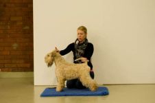 klippkurs med Ulrika Rudolph Irish softcoated wheaten terrier