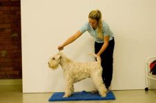 klippkurs med Ulrika Rudolph Irish softcoated wheaten terrier