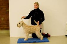 klippkurs med Ulrika Rudolph Irish softcoated wheaten terrier