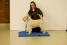 klippkurs med Ulrika Rudolph Irish softcoated wheaten terrier