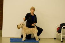 klippkurs med Ulrika Rudolph Irish softcoated wheaten terrier