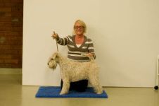 klippkurs med Ulrika Rudolph Irish softcoated wheaten terrier