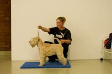 klippkurs med Ulrika Rudolph Irish softcoated wheaten terrier