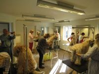 klippkurs med Ulrika Rudolph Irish softcoated wheaten terrier