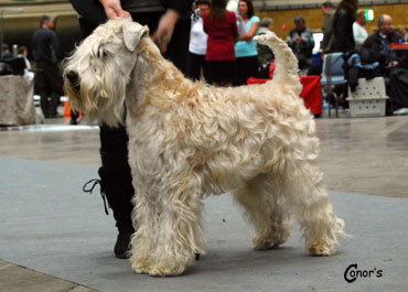 CH Wheaten My Love Learning ABC